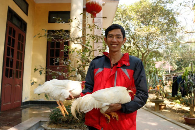 Vì niềm đam mê và muốn giữ giống gà quý bản địa, anh Đức đã bỏ nghề dạy học, về quê