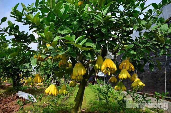 Bonsai Phật thủ mini. (Ảnh: Tiền phong)