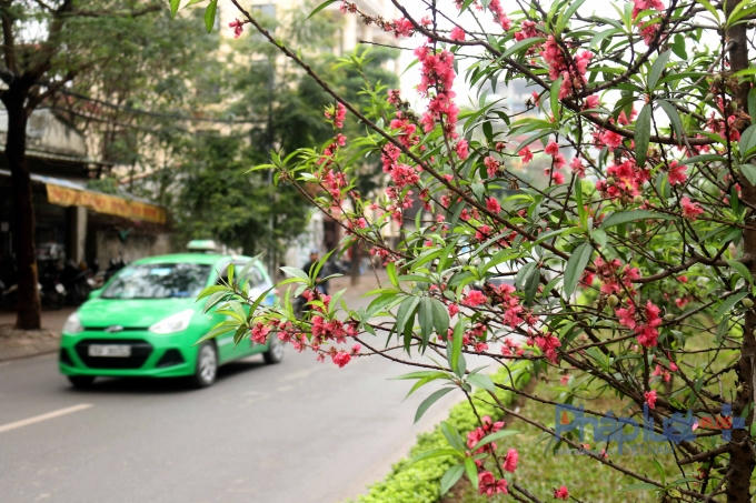 Hà Nội: Rực rỡ sắc đào nở muộn