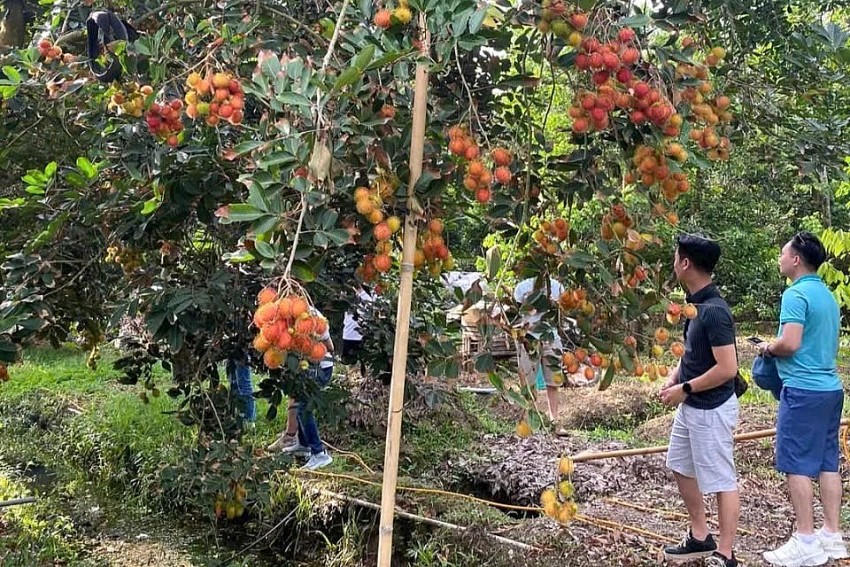 Nhiều nhà vườn chôm chôm kết hợp làm du lịch sinh thái, thu hút khách tham quan.