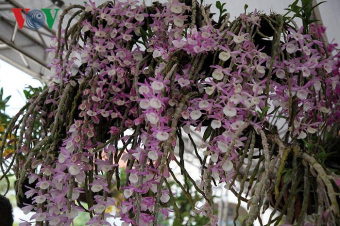 Một số hình ảnh vẻ đẹp của lan rừng Lai Châu