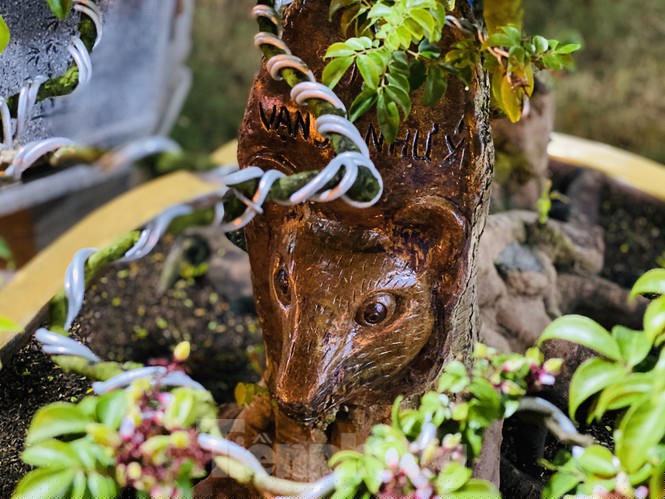 khe 100 tuoi hinh dau chuot doc la, gia 500 trieu gay xon xao hinh anh 9