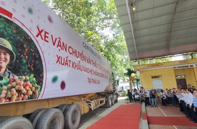 Vải thiều chín sớm, đặc sản Bắc Giang vượt biên giới vào Nhật Bản, Mỹ, EU