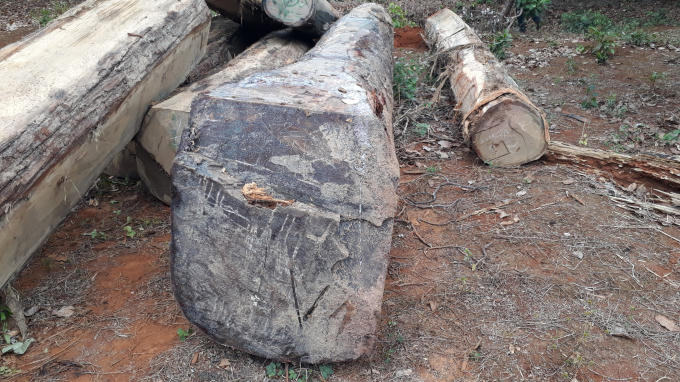 Những lóng gỗ lớn được trục vớt lên bờ