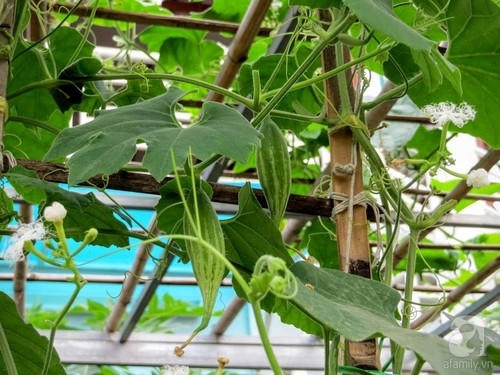 Những quả lặc lè trông thật thích mắt.