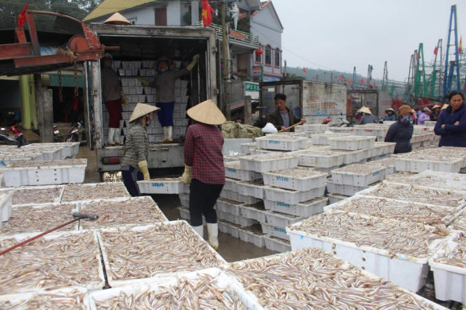 Chuyến vươn khơi đầu tiên thắng lợi, bà con ngư dân đều hi vọng vào một năm trời yên, biển lặng cá mực đầy khoang.