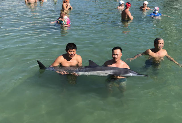 Đội cứu hộ bờ biển Nha Trang cứu hộ con cá heo dạt vào bờ sau khi con cá có dấu hiệu xuống sức, bị thương ở miệng.