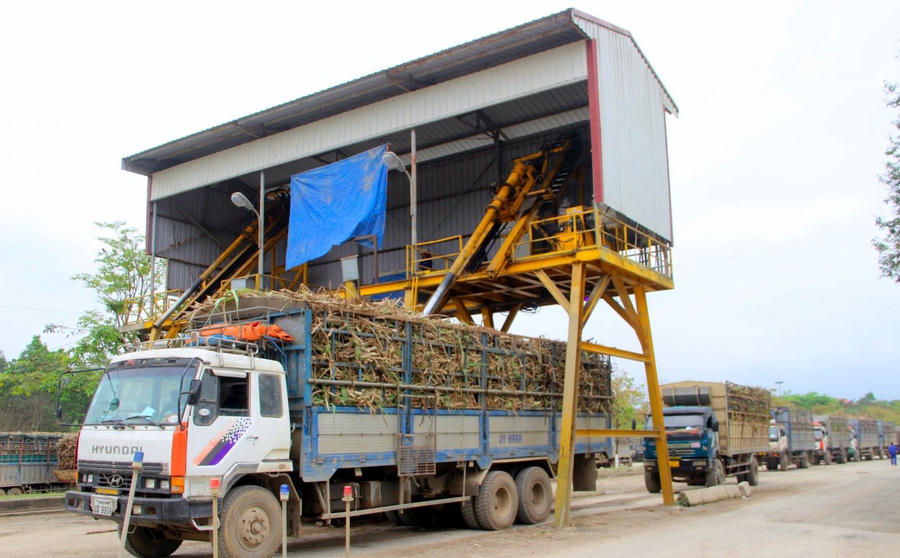 Kiểm tra chất lượng mía đầu vào.
