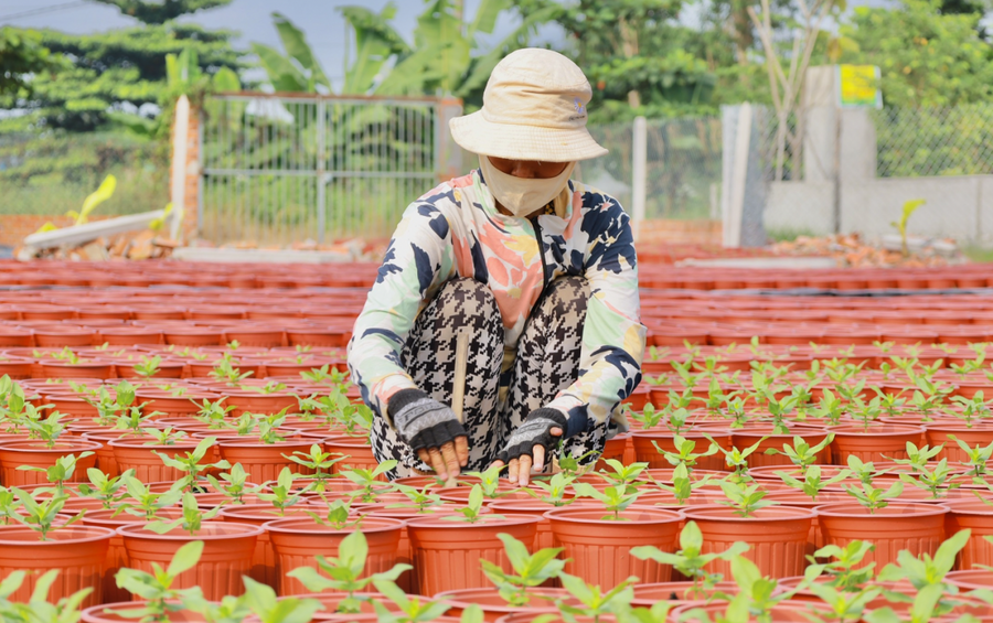 Bà con nông dân cũng khá lo lắng về vụ hoa năm nay