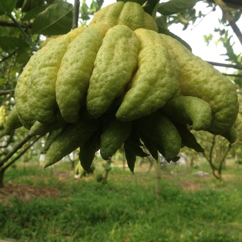 Phật thủ là loại quả quen thuộc trên bàn thờ của người Việt mỗi dịp ngày rằm, ngày lễ, Tết.