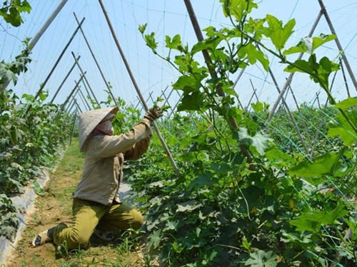 Chứng chỉ VietGap đang bị lạm dụng?