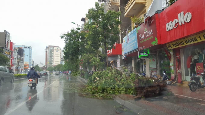 Hàng loạt cây đổ ngổn ngang dọc đường Nguyễn Văn Cừ, Long Biên (chiều Từ Sơn đi Cầu Chương Dương).