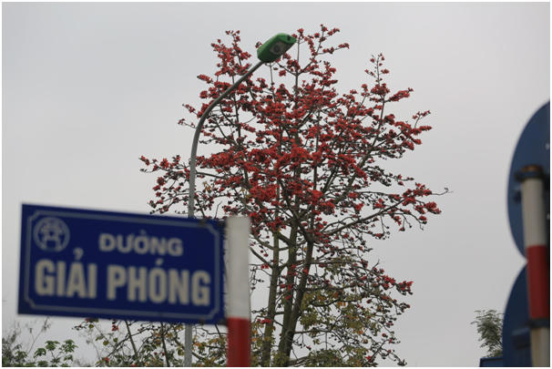 Ngắm hoa gạo đỏ rực trên phố phường Thủ đô