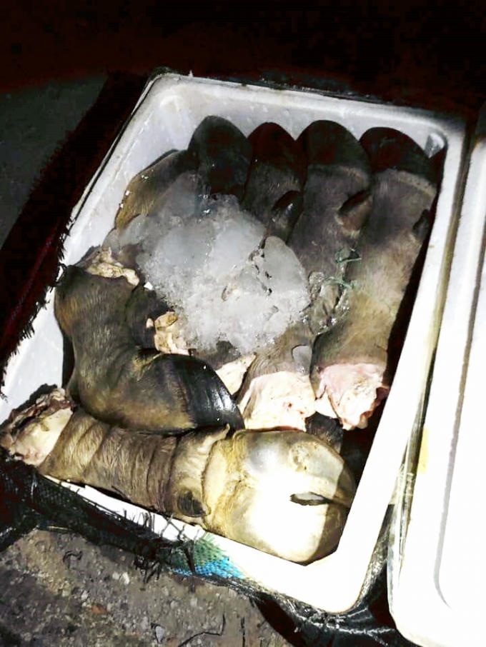 Hàng trăm kg chân trâu bốc mùi hôi thối bị thu giữ.