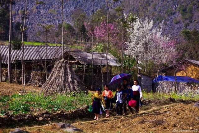 Người Mông đi đón Tết