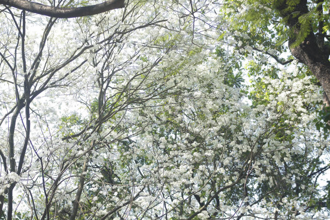 Tháng 3, Hà Nội như khoác lên mình một tấm áo mới, vừa bình dị, thân quen, vừa thanh cao lại vừa mang một sắc màu rêu phong, cũ kỹ, nhưng cũng mới lạ lẫm đến bất ngờ.