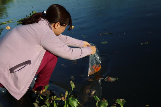 Những con cá chép đỏ được thả nhẹ nhàng.