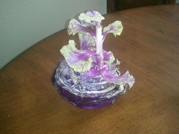 Bắp cải mọc mầm vì bị "bó giò" trong túi nilon quá lâu.