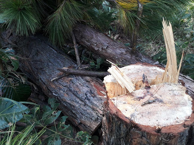 Nhiều cây thông chưa kịp khô nhựa.