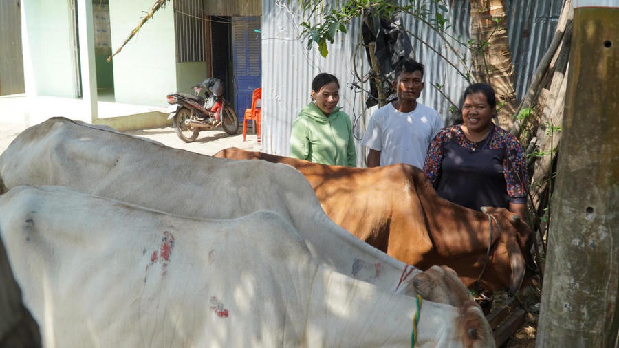 Nhiều hộ dân thoát nghèo nhờ mô hình nuôi bò