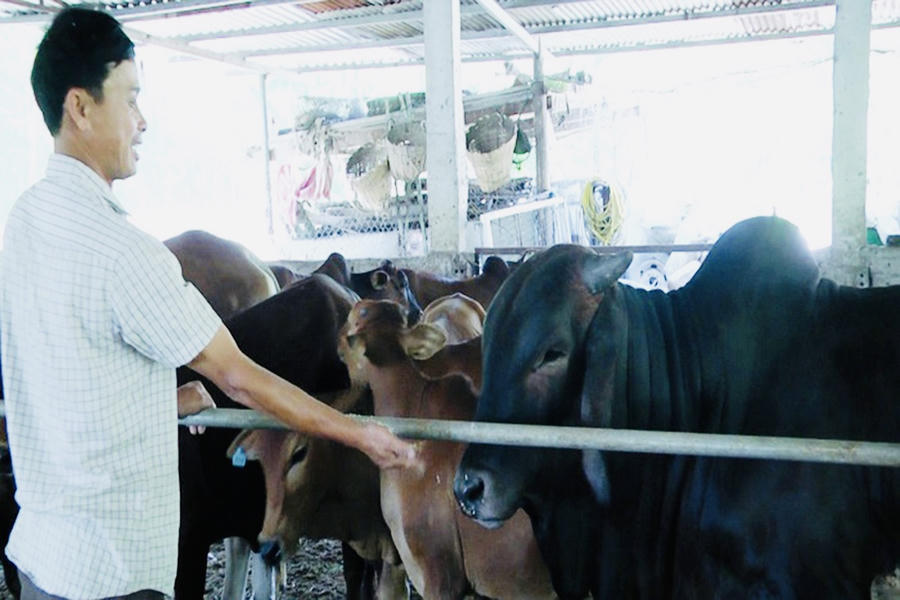 Mô hình nuôi bò vỗ béo của gia đình anh Cao Xuân Lâm.