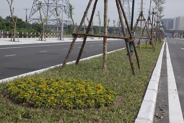 Dải phân cách giữa rộng 3m được trông hoa, cây xanh được trồng đồng bộ, có chiều cao khoảng 5 m.