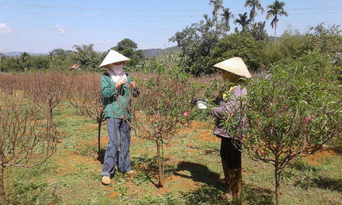 Người dân Nam Ban tỉa lá để đào Nhật Tân nở đúng dịp Tết.