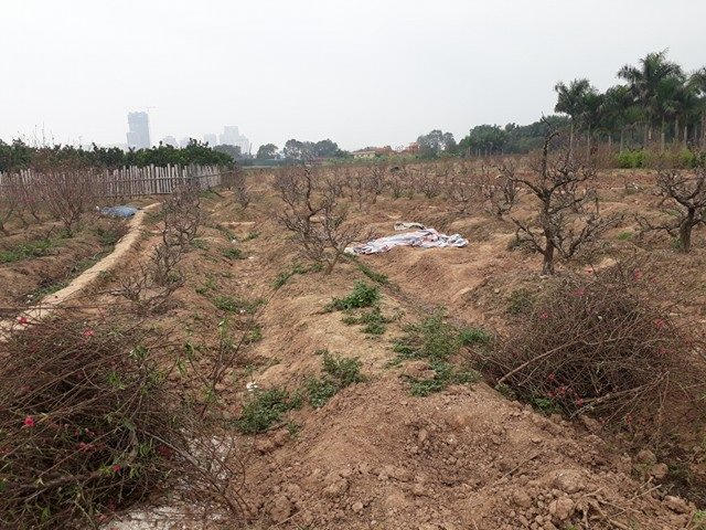Xác xơ vườn đào.
