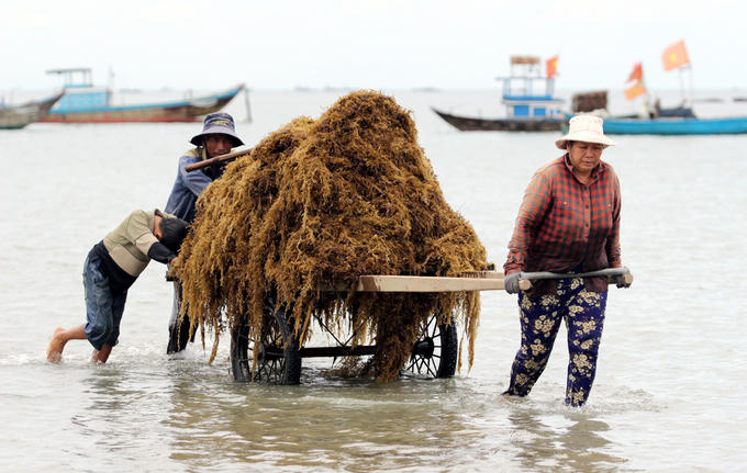 Rong mơ đưa vào bờ biển phơi khô. “Mỗi ngày vợ chồng hái hơn 2 tạ, người nào có sức khỏe tốt hái trên 3 tạ rong mơ khô”, ông Nguyễn Tấn Trò chia sẻ.