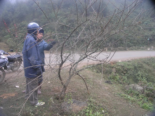 Đào phai Sa Pa năm nay ít hoa, cành non không đẹp nên giá bán thấp