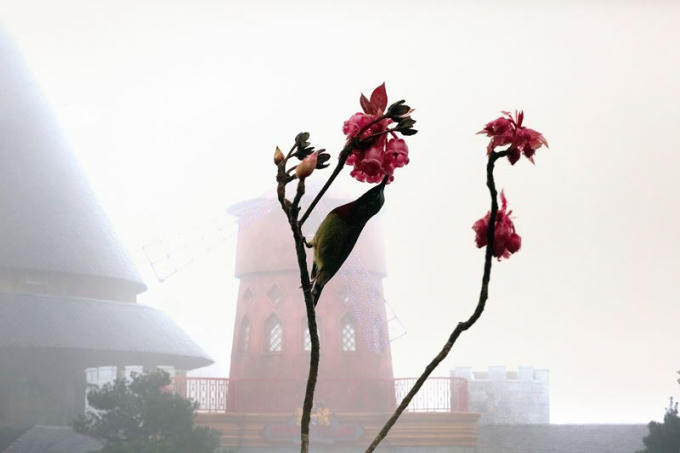 Đào chuông trên đỉnh Bà Nà tập trung tại khu làng Pháp và khu tâm linh.