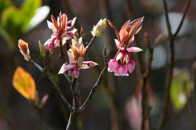 Săn cảnh hoa đào chuông luôn được các nhiếp ảnh gia thích thú mỗi độ Tết đến, Xuân về.
