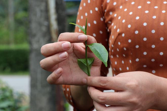 Dòng chè Đinh được chọn những búp nõn còn đang ngậm chặt nhọn như chiếc đinh.