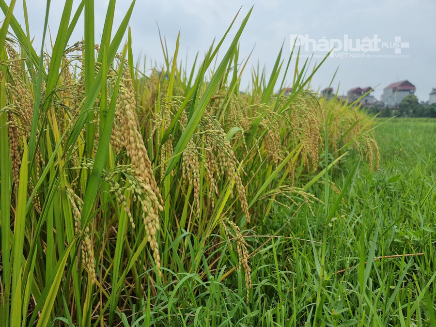 Trong thời gian qua, tại một số địa phương xảy ra tình trạng người dân xây dựng nhà ở tạm, nhà xưởng, kho chứa… trên đất nông nghiệp khó kiểm soát và xử lý theo quy định