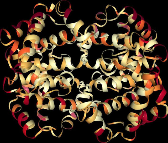 Cấu trúc không gian ba chiều của chuỗi protein huyết sắc tố (Hemoglobin) ở người, trong đó các đoạn có tốc độ tiến hóa nhanh (màu đỏ) và chậm (màu vàng) được tính toán bởi ModelFinder.