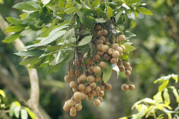 Ông Nguyễn Thanh Oai cho biết: "Không có chuyện người dân dùng lưu huỳnh để ủ làm sáng quả như bài báo viết, các anh đến các vườn nhãn của người dân chúng tôi thì biết, cây nào quả trên cây cũng vàng tự nhiên chứ đã bẻ xuống đâu mà ủ được.”