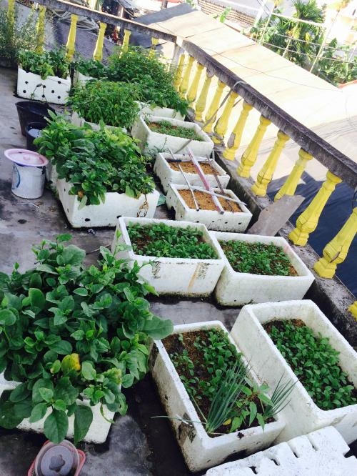 Vườn rau trên sân thượng của ông Lê Đình Hải, ở Trung Tự (quận Đống Đa- Hà Nội). Ảnh: Phương Anh/TTXVN