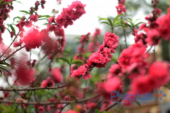 Dù Tết đã lùi xa nhưng những cánh đào vẫn tươi thắm.