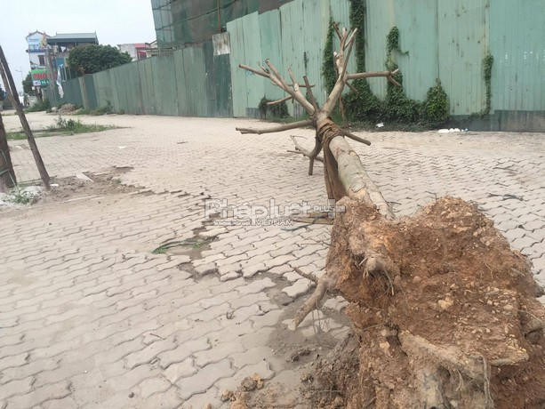 Cây chết bất gốc nhưng cũng không được cơ quan quản lý di chuyển tới nơi khác.