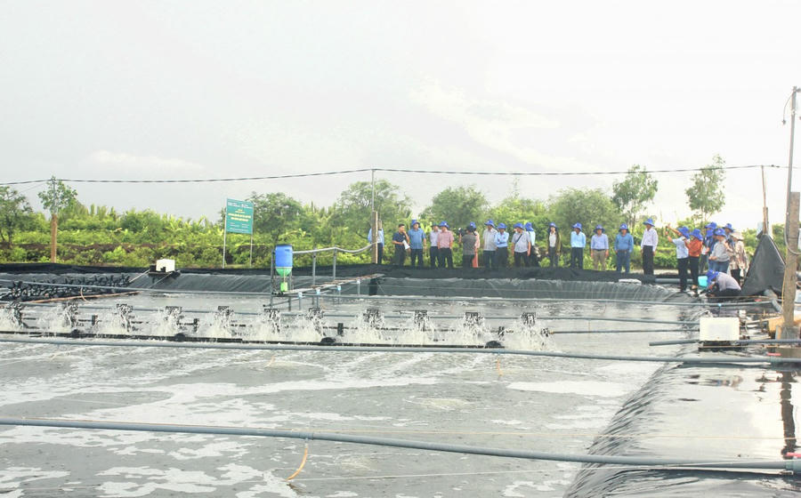 Tổng diện tích nuôi trồng thủy sản Cà Mau đạt hơn 454.000 ha, trong đó diện tích nuôi tôm chiếm trên 427.000 ha – dẫn đầu cả nước.