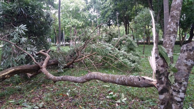 Nhiều cây xanh trên các tuyến đường ở TP Huế gãy đổ.