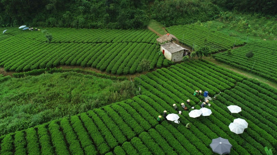 Với sự hợp tác của Takasago, Trà Xanh Không Độ giữ trọn hương vị thơm ngon đặc trưng của lá trà Thái Nguyên và góp phần tạo nên danh tiếng của Trà Xanh Không Độ trong gần 2 thập kỷ qua.