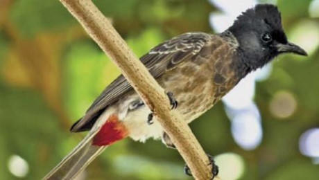 Con chim chào mào bị bắt trộm lần hai đã được Cơ quan Công an trả lại cho ông Bảo (Ảnh minh họa).