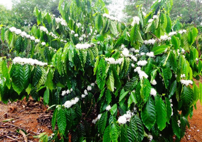 Đặc biệt, phấn hoa cà phê còn thức ăn để bầy ong tạo nên thứ mật ong hảo hạng, đặc sánh với hương thơm tao nhã. (Ảnh Minh Trang)