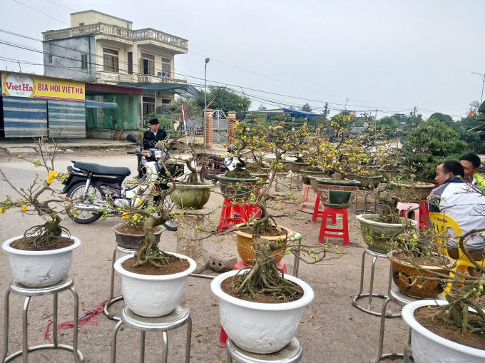 Một điểm bán cây hoa mai vàng.