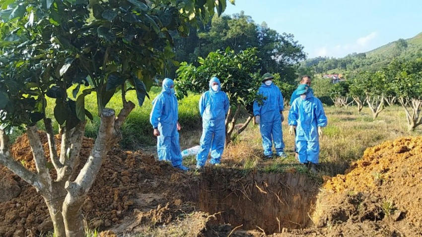 Lực lượng chức năng xã Xuân Vân đưa lợn bị bệnh dịch tả lợn châu Phi đi tiêu hủy. (Ảnh: Sở NN&MT tỉnh Tuyên Quang).