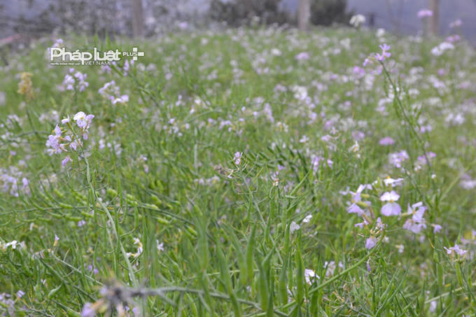 Photo: Hoa Đào, hoa Lê