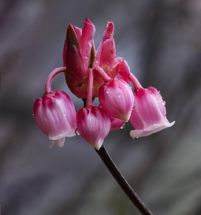 Du xu&acirc;n ngắm đ&agrave;o chu&ocirc;ng, xinh xắn v&agrave; thanh nh&atilde;