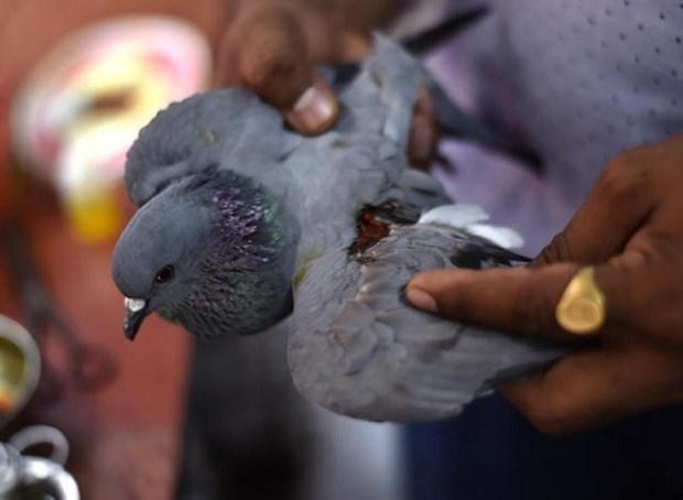 Một chú chim bị thương do dây diều.