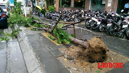 Một trong những cây xanh ở Hà Nội bị quật đổ do bị ảnh hưởng của cơn bão số 1 tại đường Nguyễn Chí Thanh. Ảnh: Thành An